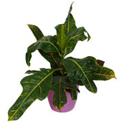 Croton Excellent  + Cachep Rosa